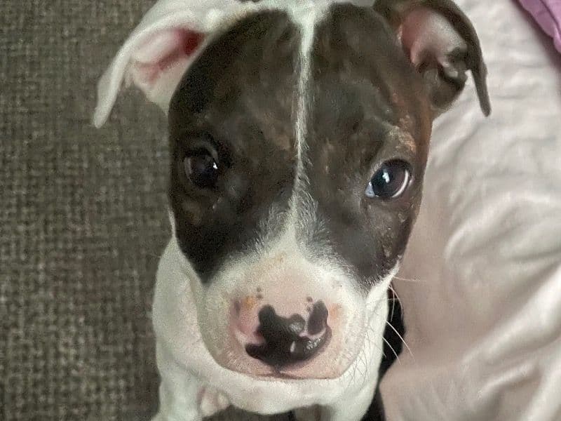 Milo primary photo