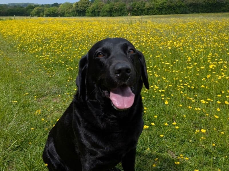 Paddy primary photo