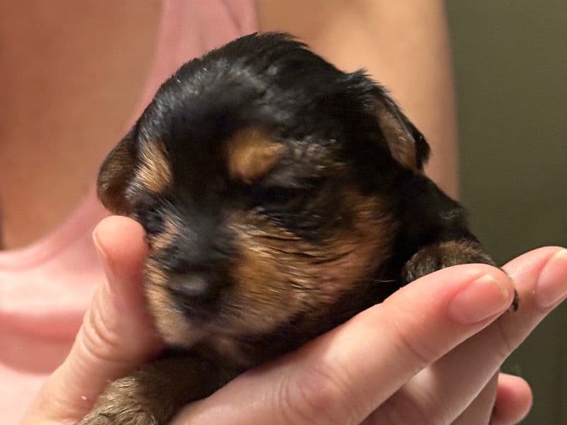 Female Yorkie primary photo