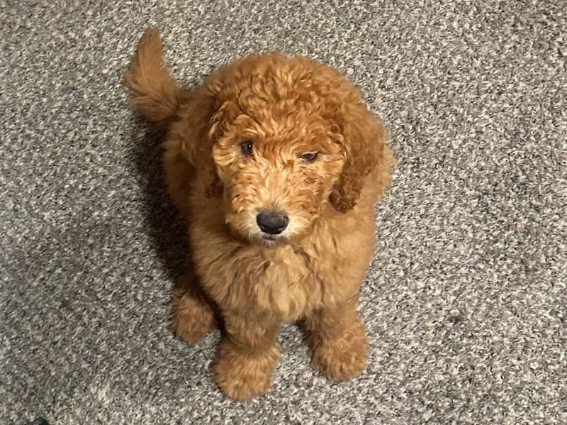 Millie primary photo