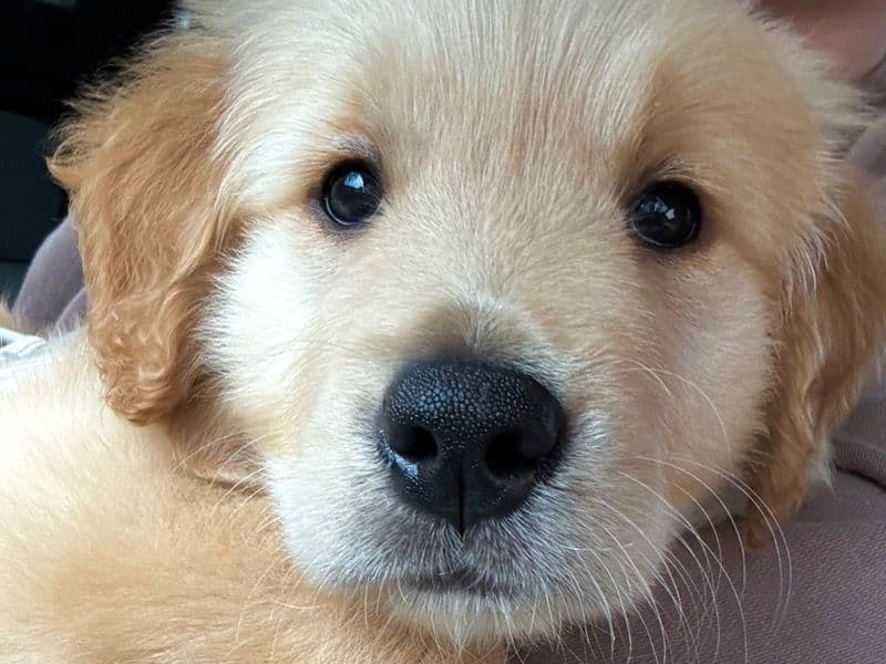Barley primary photo