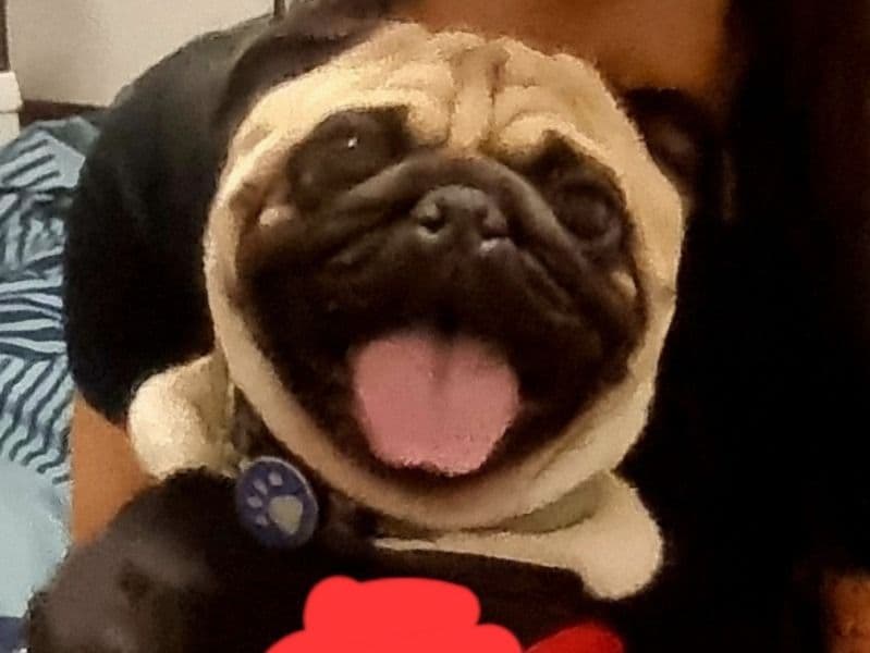 Buddy primary photo