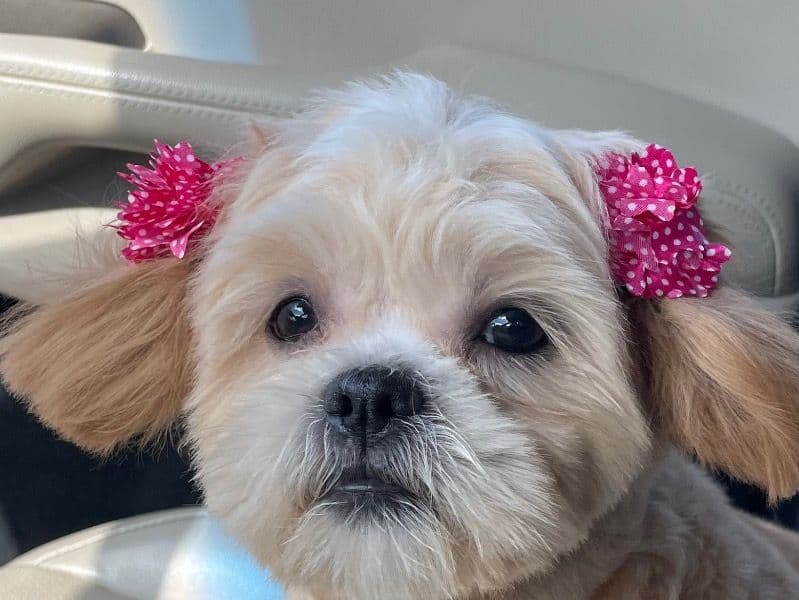Chloe primary photo