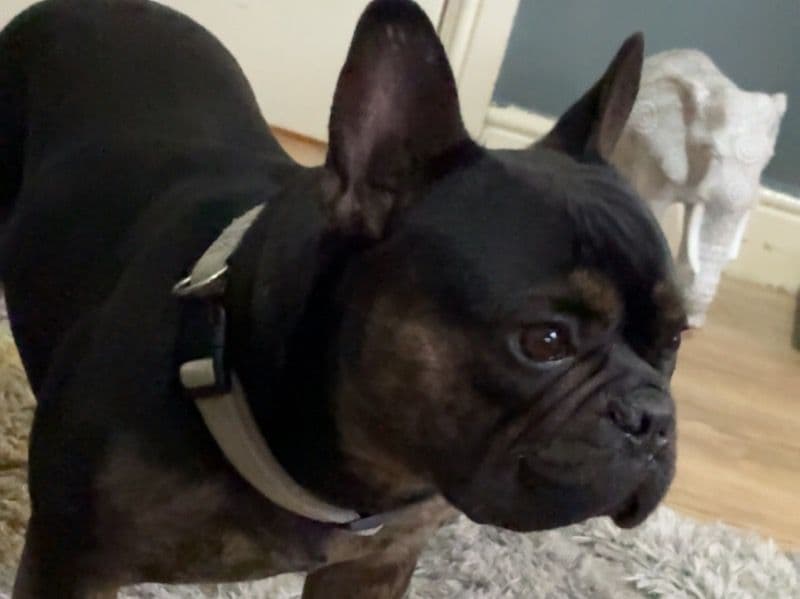 Milo primary photo