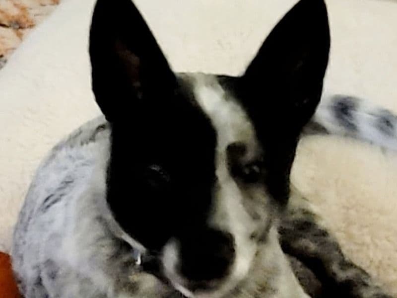 Dash primary photo