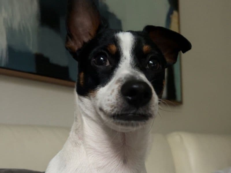 Gizmo primary photo