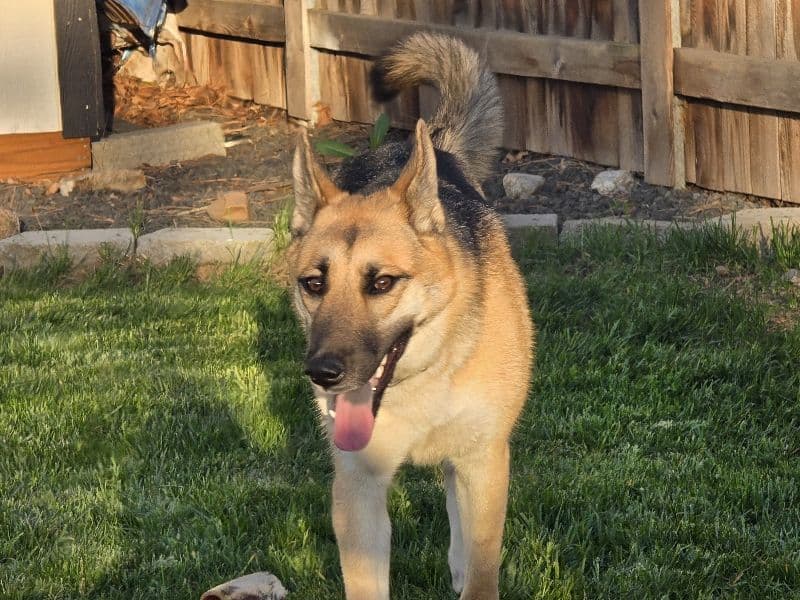 Luna primary photo