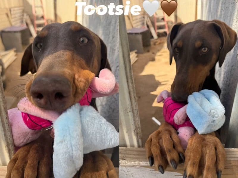 Tootsie primary photo
