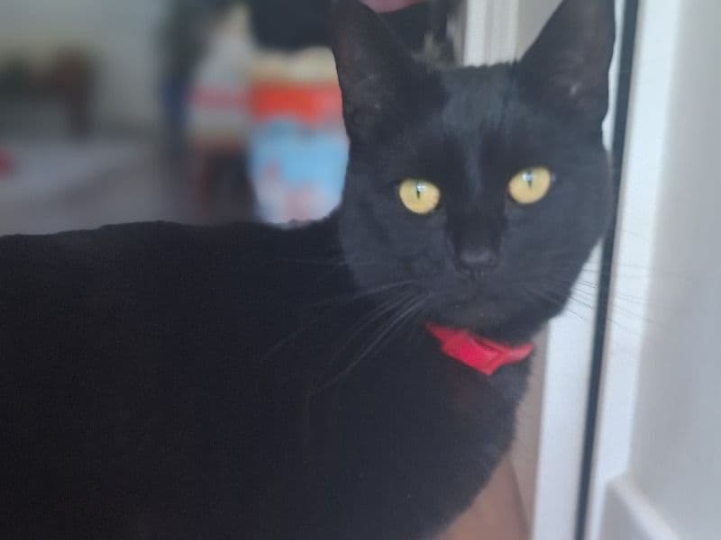 Luna primary photo