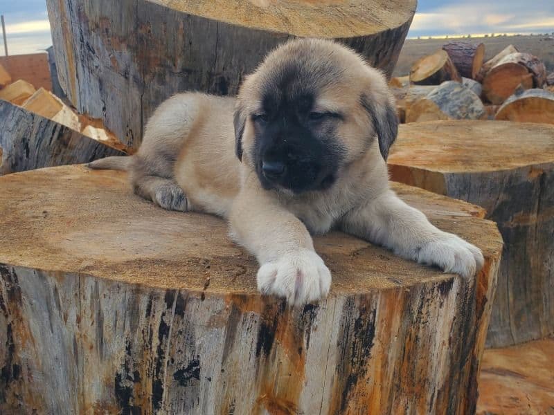 Turkish Kangal Puppies primary photo
