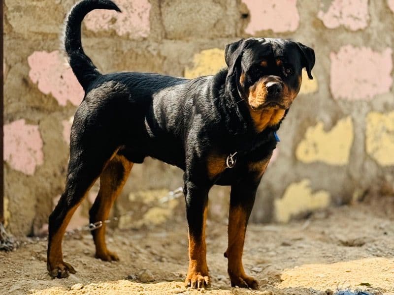 Bruno primary photo