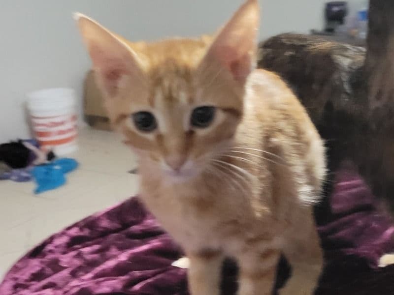 Sir Ginger primary photo