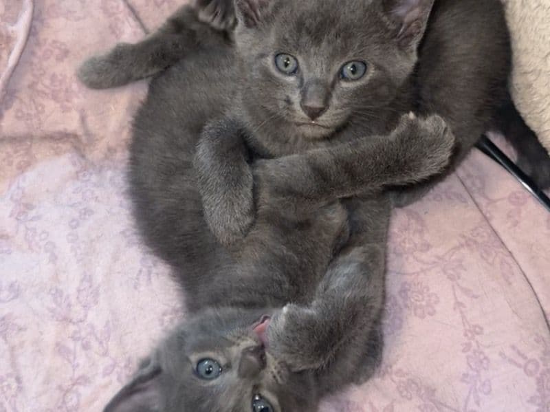 New Born Kittens primary photo