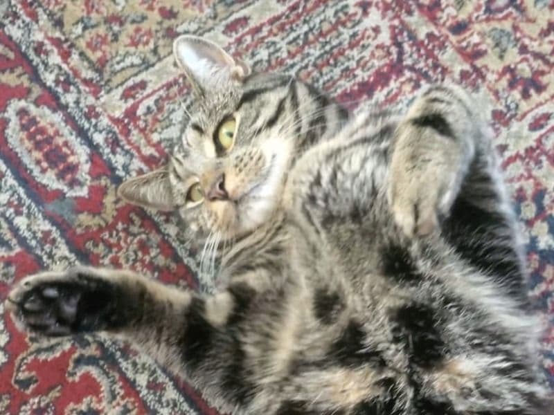 Mowgli primary photo