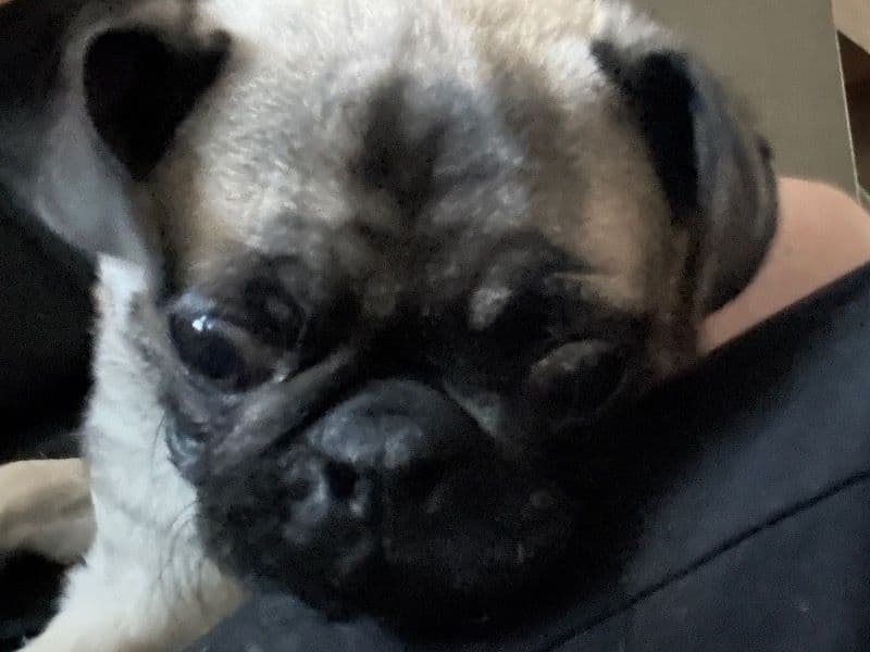 Mochi primary photo