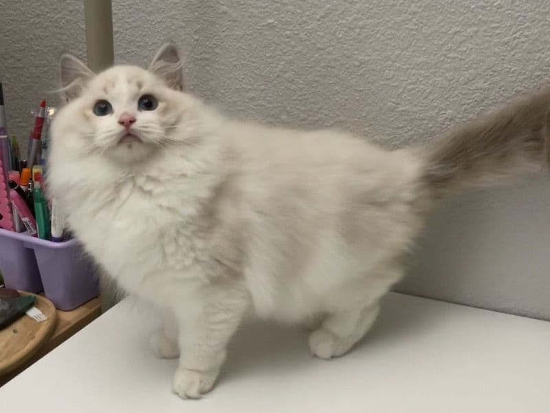 Fifi primary photo