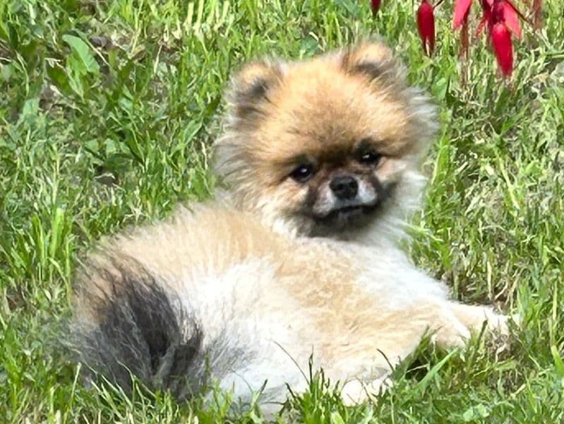 Bear primary photo