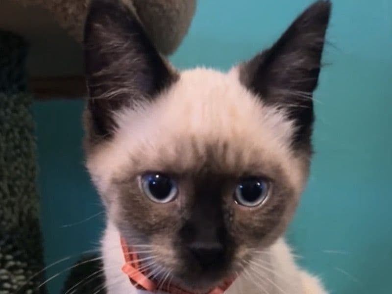 Milo primary photo