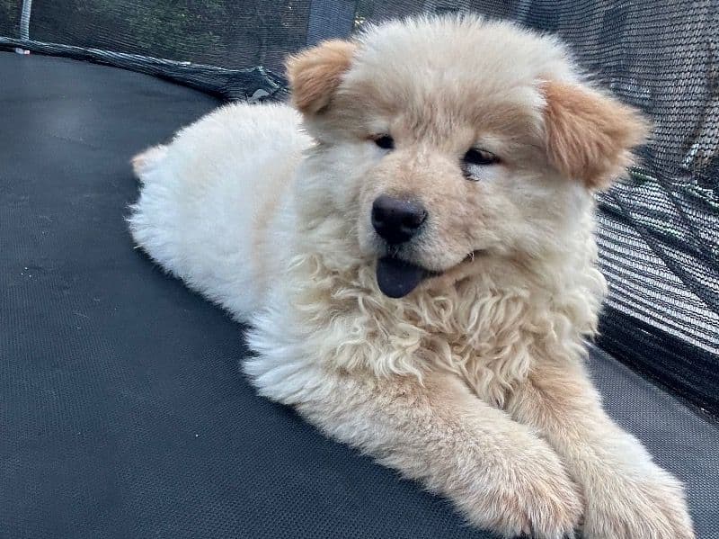 Chow Chow primary photo