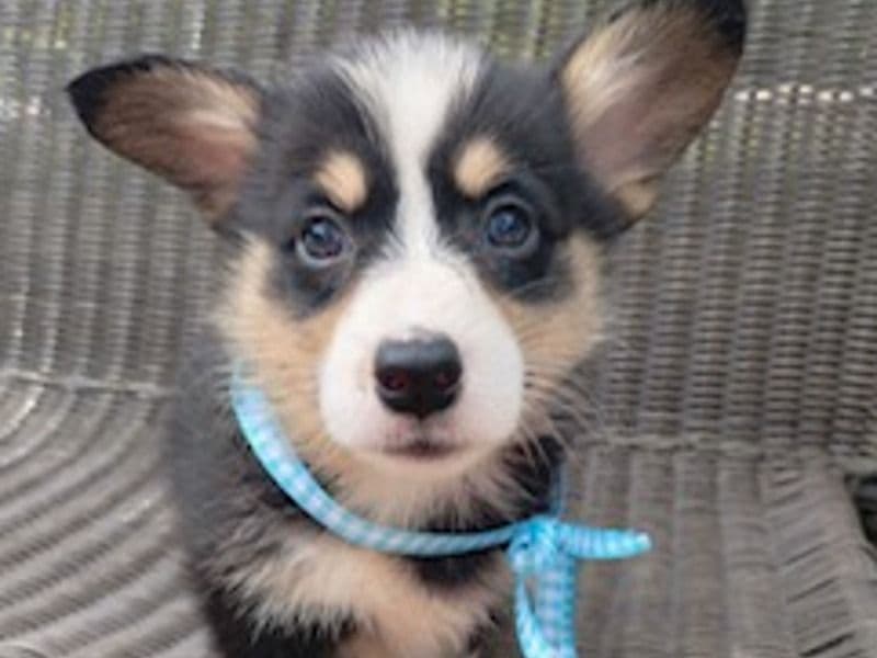 Finn primary photo