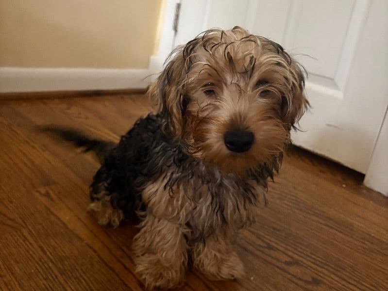 Blaze primary photo