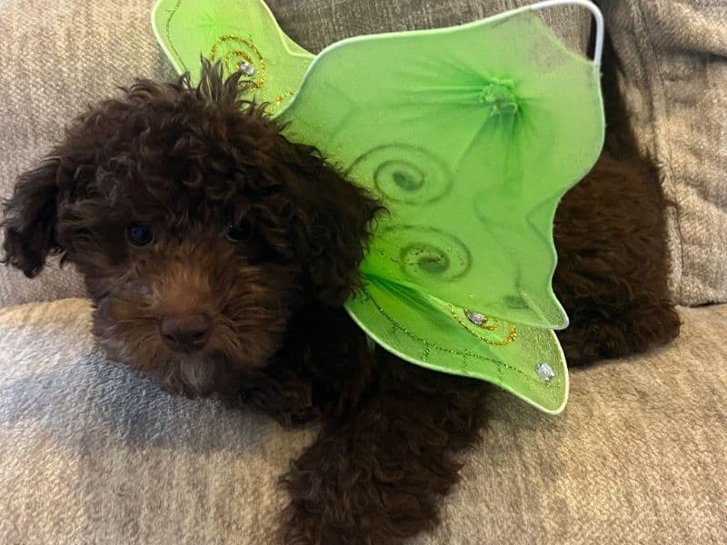 Teddy primary photo