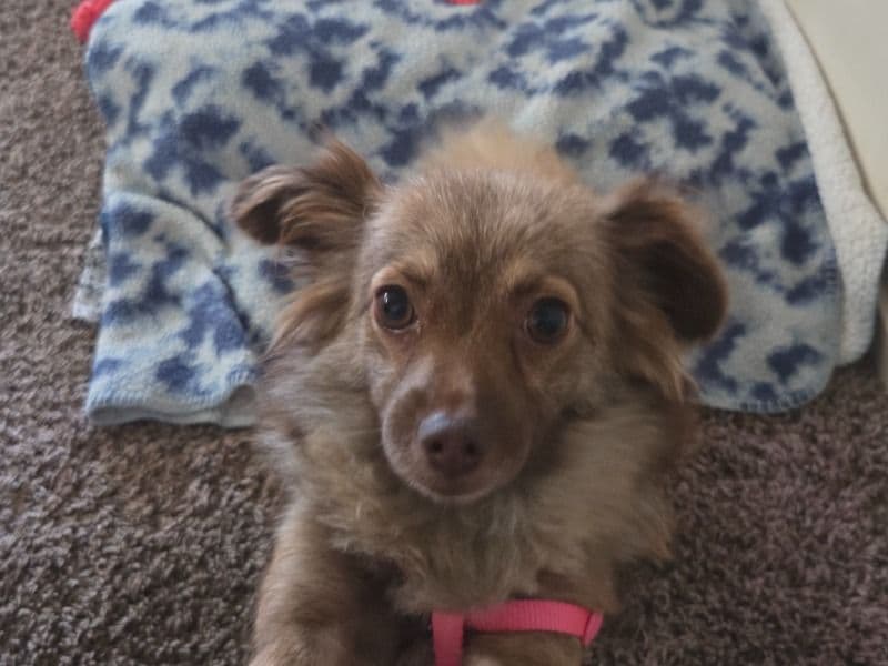 Bella primary photo
