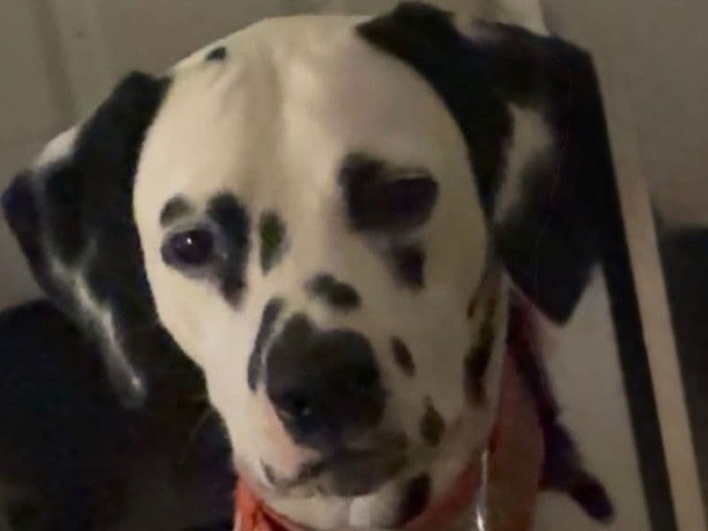 Pongo primary photo