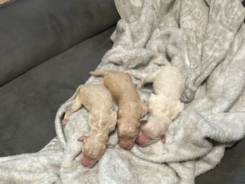 Goldendoodle Puppies primary photo