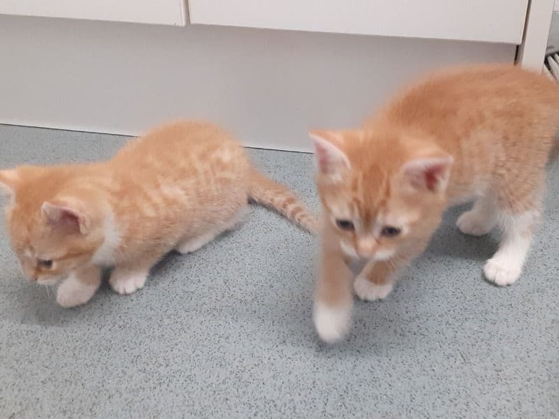 Kittens Ready For Viewing primary photo