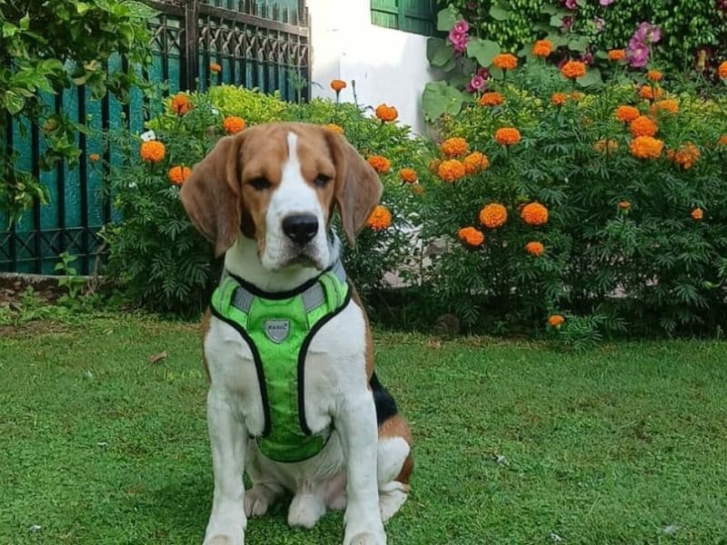 Buster primary photo