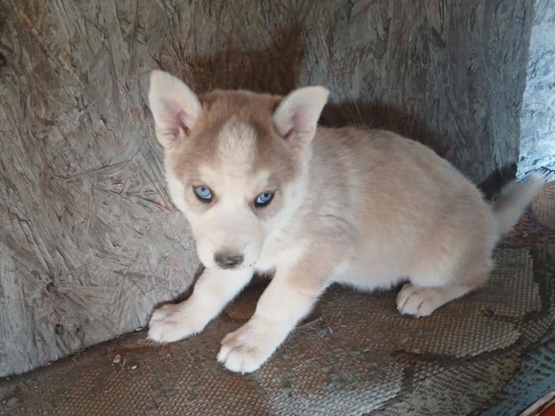 Azul primary photo