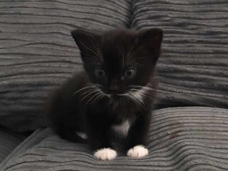 Chubz primary photo