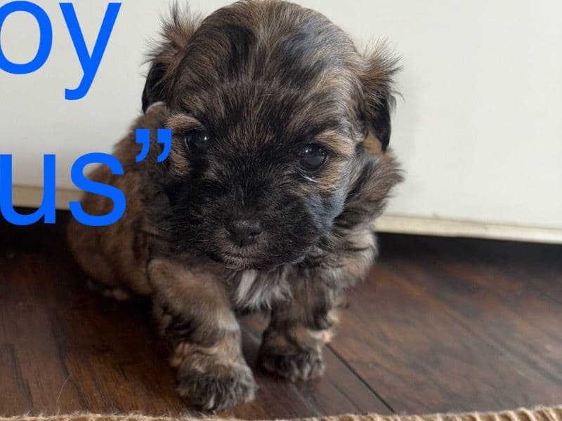 Gus primary photo