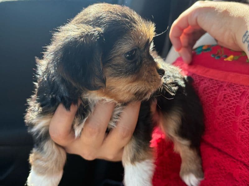 Female Shihpoo primary photo