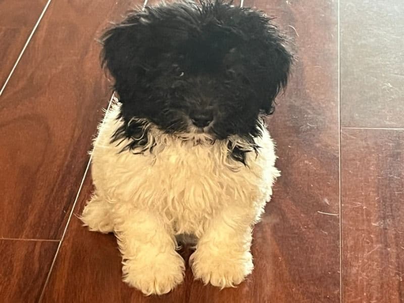 Lily primary photo