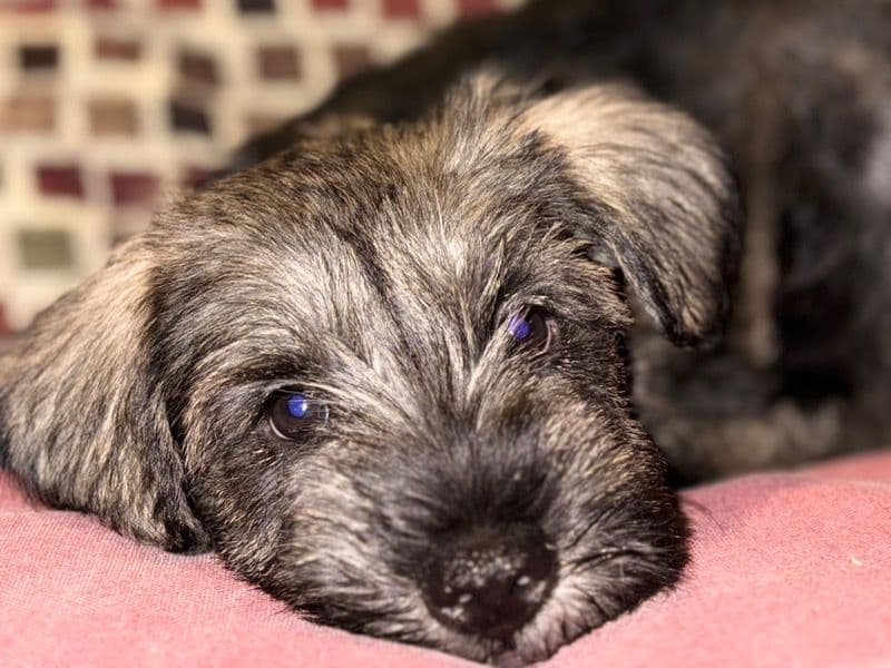 Thor primary photo