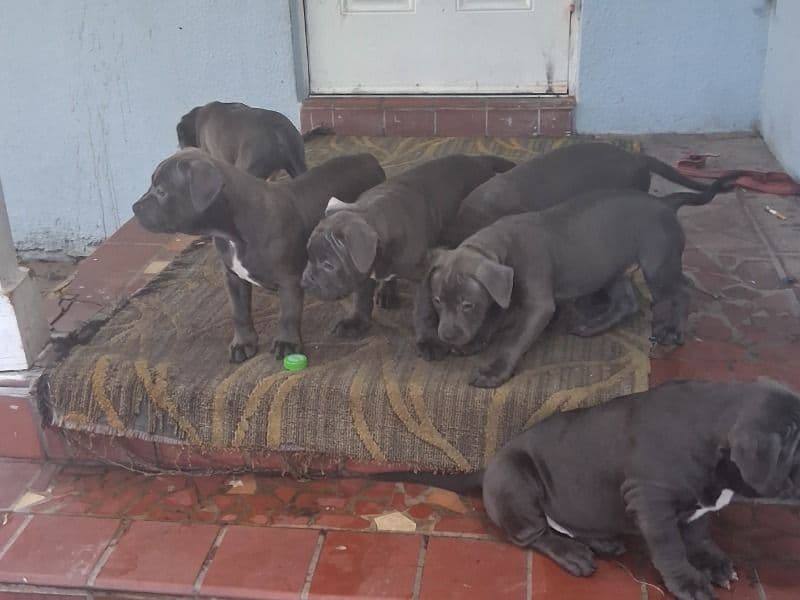 Puppies 5 primary photo