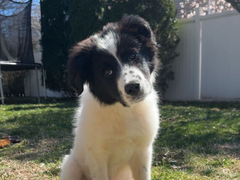 Bear primary photo