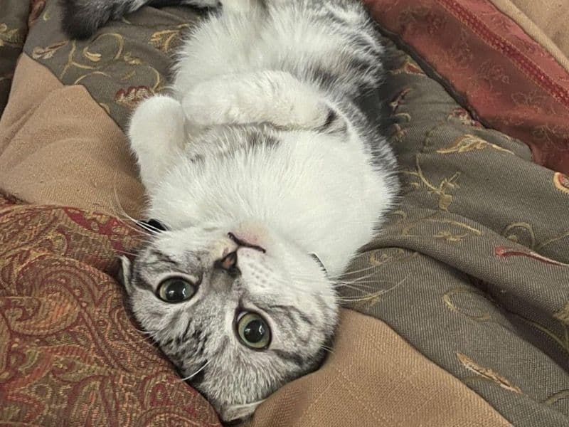 Tigger primary photo