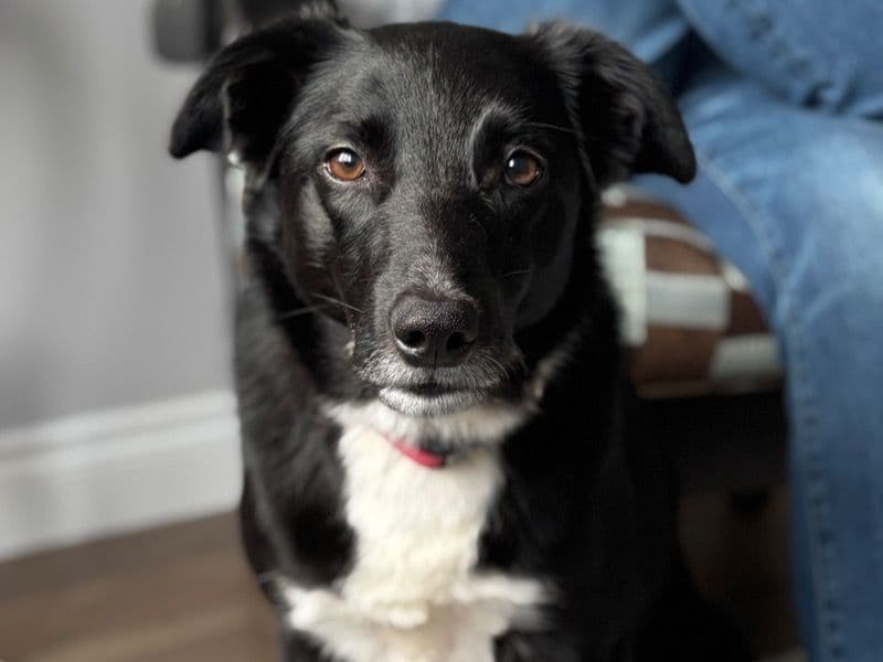 Oreo primary photo