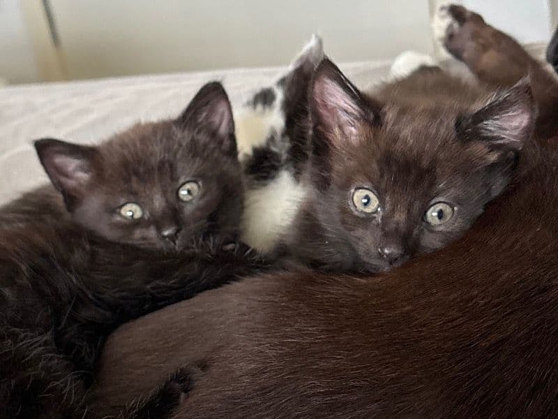 2 Black Female Kittens primary photo