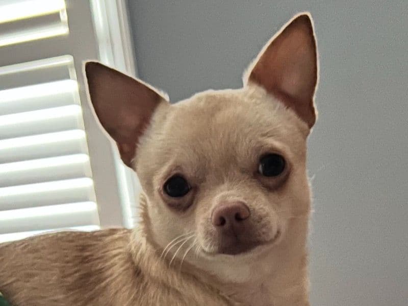 Biscotti primary photo