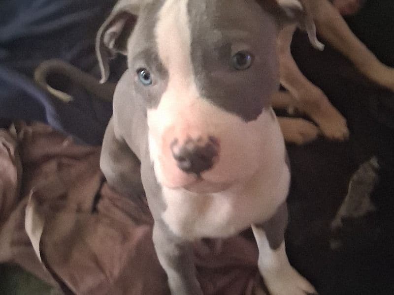 Blue Nose primary photo