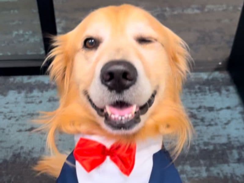 Bronco primary photo