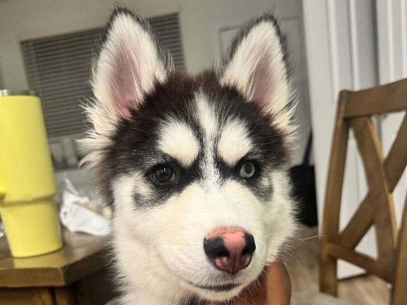 Onyx primary photo