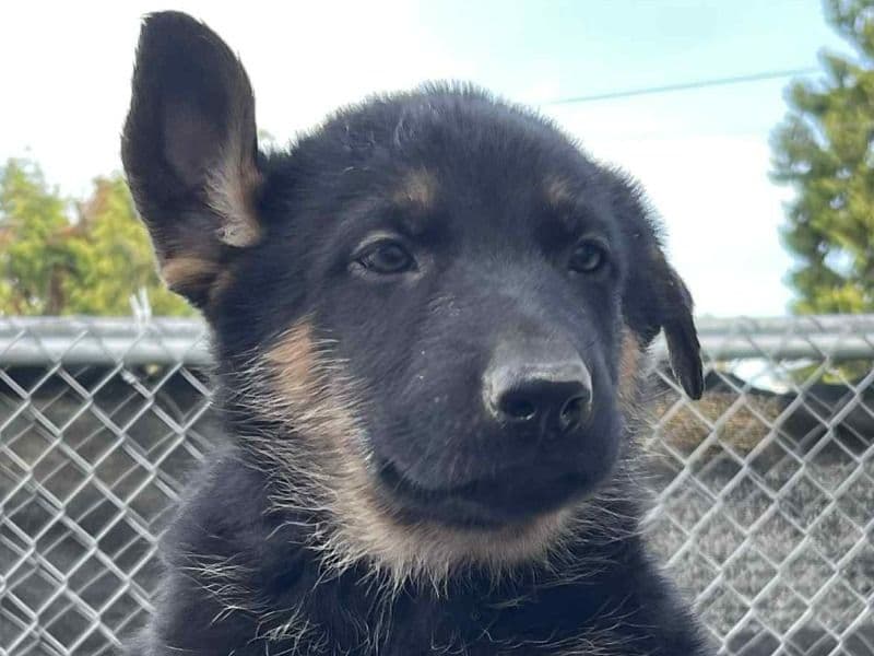 Rex primary photo