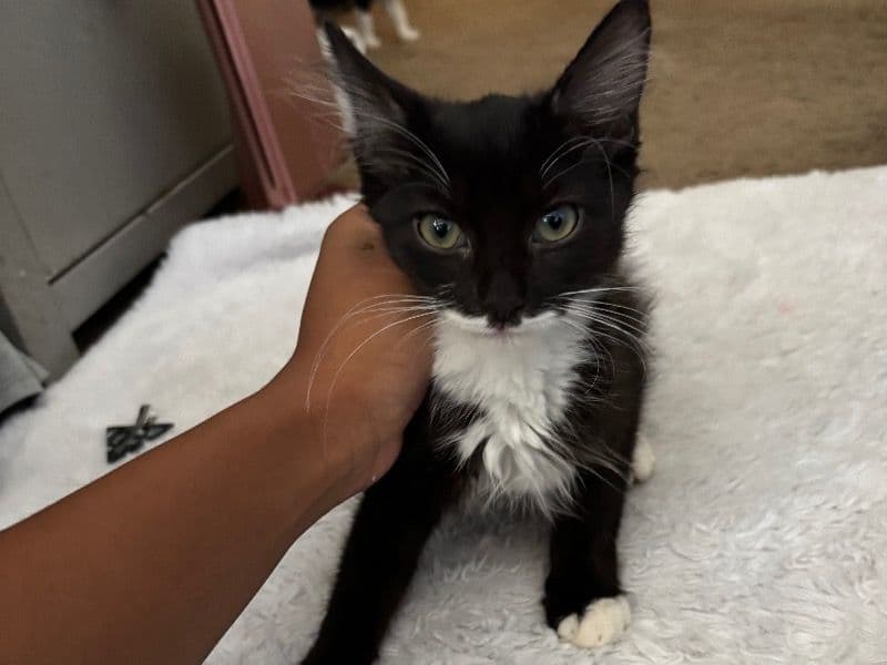 Kitty #2 primary photo