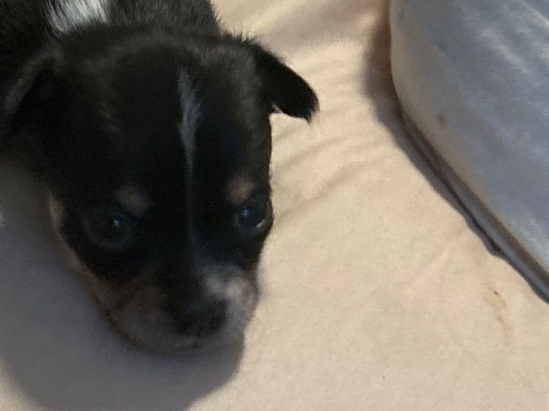 Puppy 2 primary photo