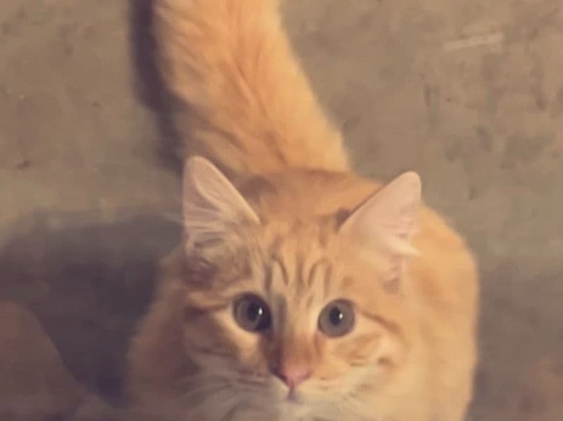 Milo primary photo